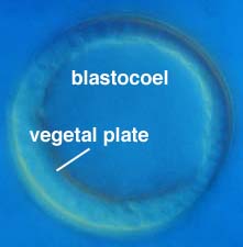 Blastula Cell