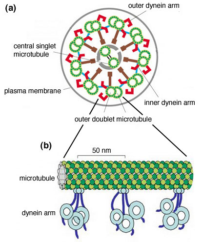 dynein.jpg