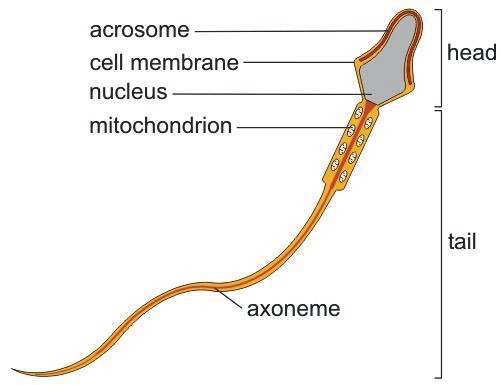 Sperm Anatomy Anatomy Drawing Diagram