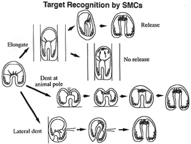 su_gast_target72dpi