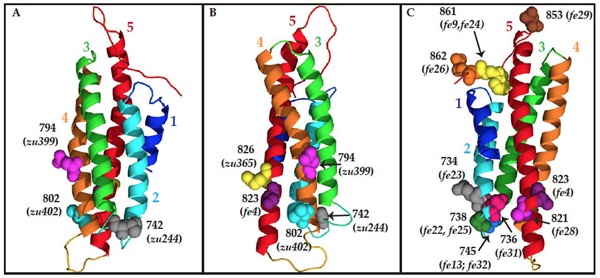 HMP-1_homology_model