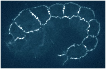 su740 HMP-2 4E gfp in zu364 blue