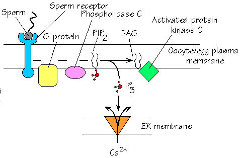  about chemical-formula-for-calcium-sulfate elements are. Calcium Sulfide