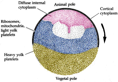 Sea Urchin Morula