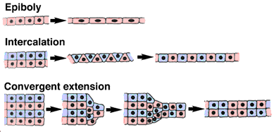 convergent extension