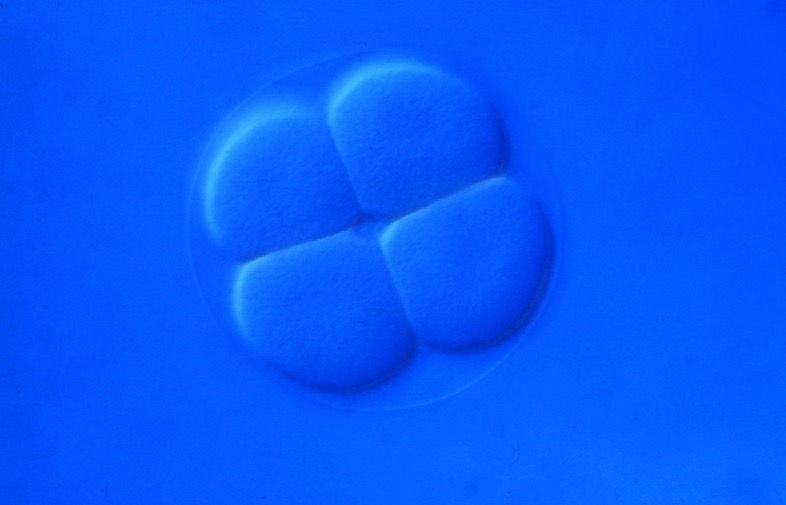 L. variegatus 4-cell [J. Hardin]