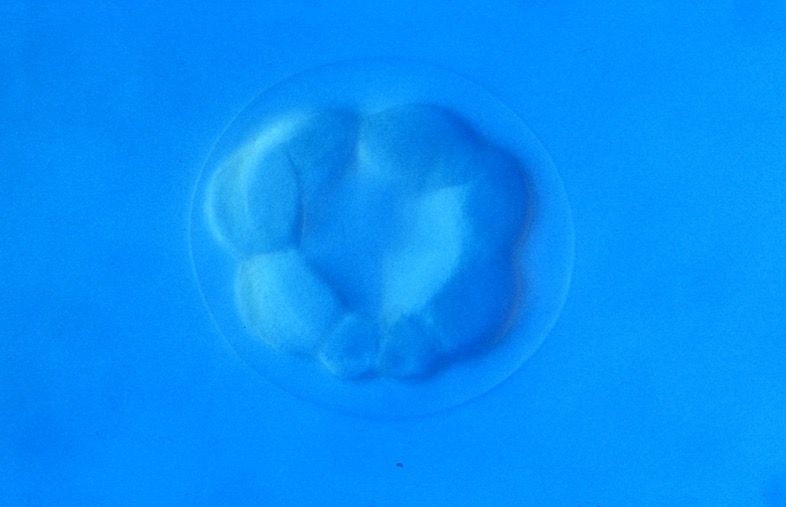 L. variegatus 16-cell [J. Hardin]