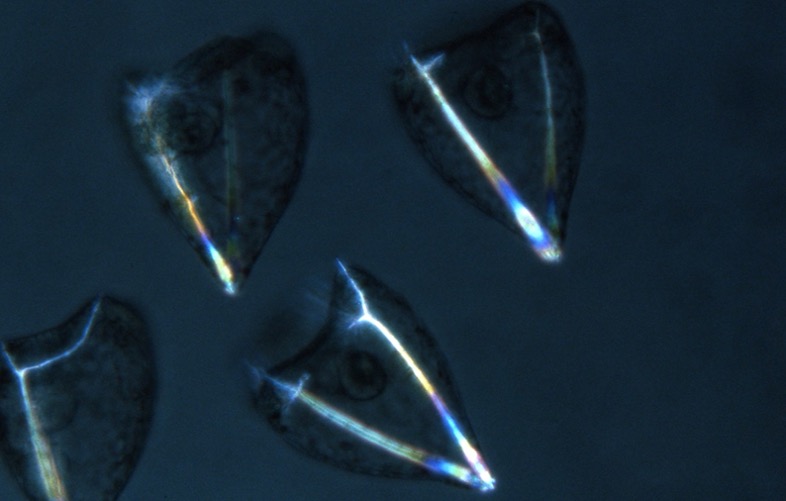 S. purpuratus early plutei - polarization microscopy [J. Hardin]
