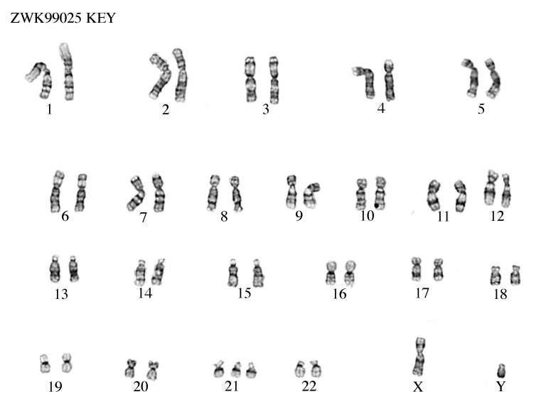 human karyotyping lab answers key