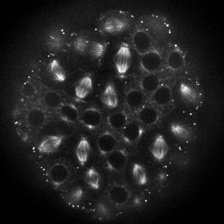 Tubulin in Dendraster (10.8 Mb)