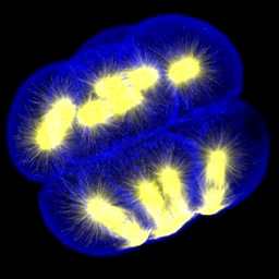 Late 8-cell S. purputatus embryo stained for tubulin (yellow; 0.4 Mb)