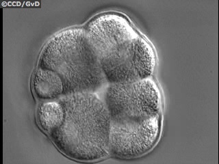S. purpuratus embryo undergoing 4th cleavage (micromeres at left; 5.1 Mb)