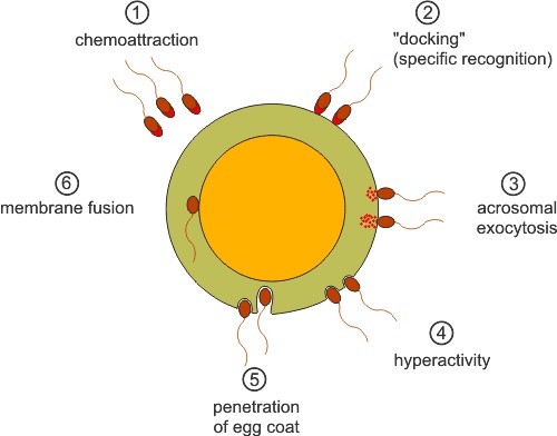 A) The normal circular trajectory of a sea urchin sperm is