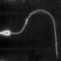 Sliding of microtubules in sperm (0.2 Mb)