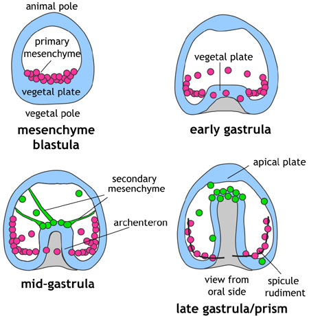 gastrulation sea urchin