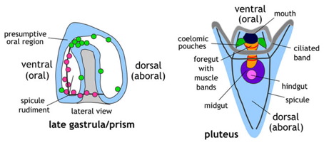 larva_stages_rev