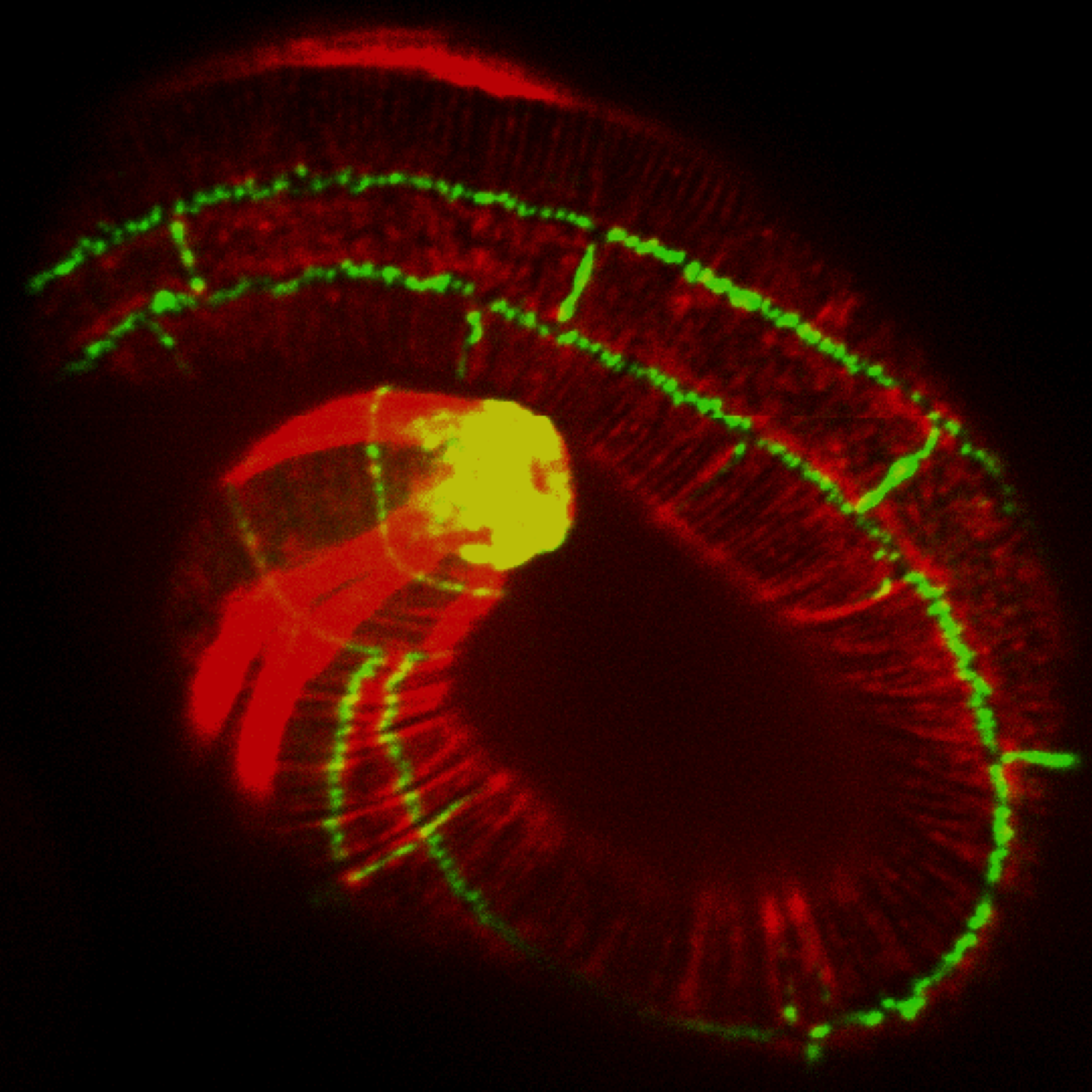 AJM-1::GFP (green) and muscle (red) [A. Cox-Paulson]