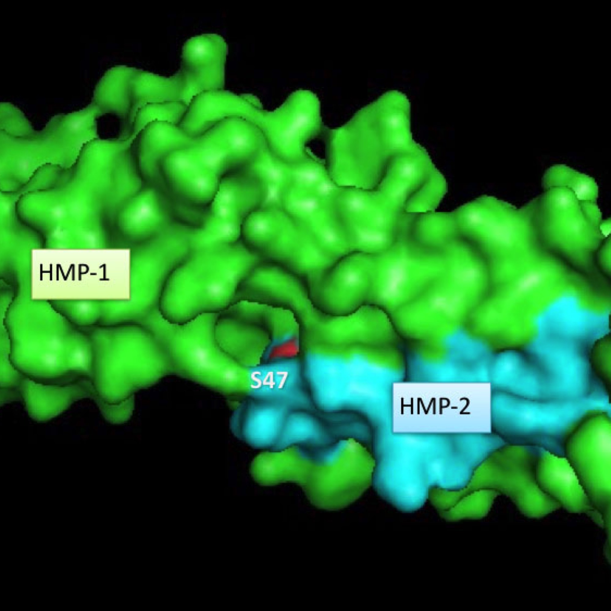 co-crystal of HMP-1 (green) and HMP-2 (aqua) [H.-J. Choi/T. Loveless]