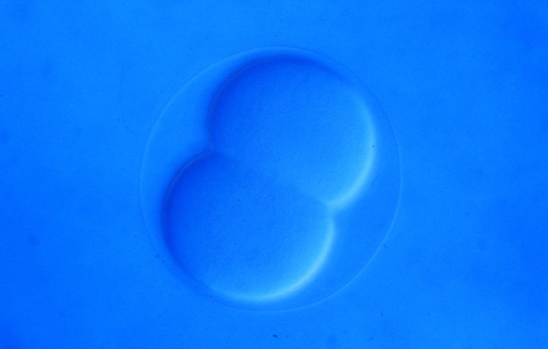 L. variegatus 2-cell [J. Hardin]
