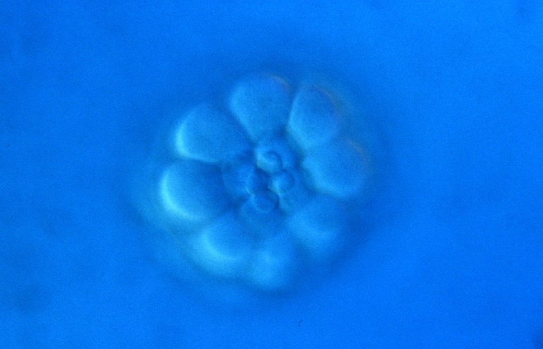 L. variegatus 32-cell (vegetal) [J. Hardin]