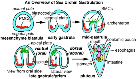 Sea Urchin Gastrulation - General Overview