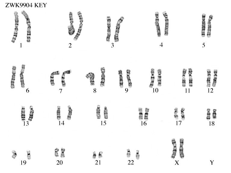 ZooKaryotypes 46 XX Downloads